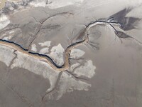 A tidal tree in the shape of a dragon tail is seen on the Yellow Sea wetland in Yancheng, China, on December 8, 2024. (