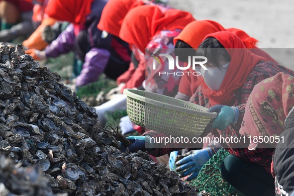 Fishermen select oysters at the Hongdao Suliu Pier in Chengyang district of Qingdao, East China's Shandong province, on December 9, 2024. 