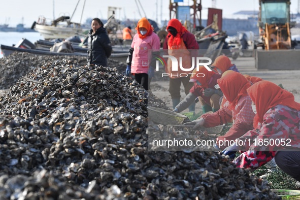 Fishermen select oysters at the Hongdao Suliu Pier in Chengyang district of Qingdao, East China's Shandong province, on December 9, 2024. 