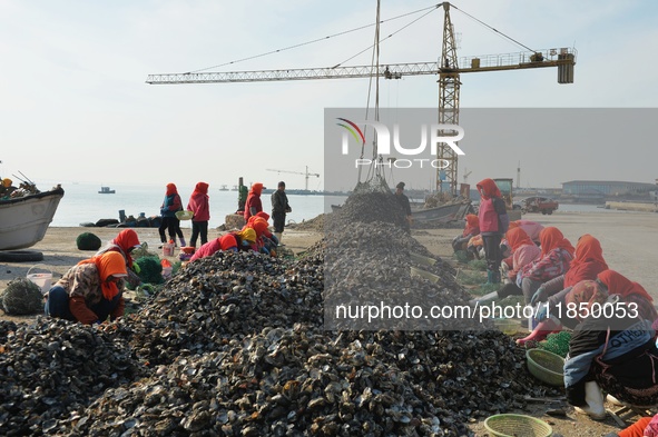 Fishermen select oysters at the Hongdao Suliu Pier in Chengyang district of Qingdao, East China's Shandong province, on December 9, 2024. 