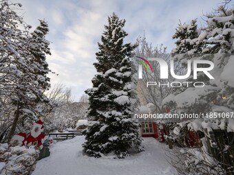 Several snow-covered pine trees are seen outside a Christmas market in Akureyri, Iceland, on November 30, 2024. Christmas in Iceland, known...