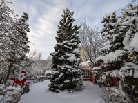 Several snow-covered pine trees are seen outside a Christmas market in Akureyri, Iceland, on November 30, 2024. Christmas in Iceland, known...