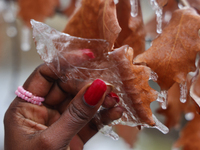 A woman removes a thin layer of ice that covers an oak leaf as freezing rain coats surfaces with a sheet of ice in Toronto, Ontario, Canada,...