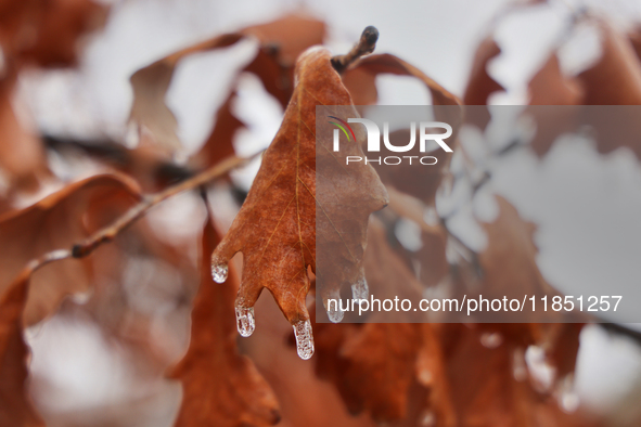 Icicles hang from an oak leaf as freezing rain coats surfaces with a sheet of ice in Toronto, Ontario, Canada, on December 9, 2024. 