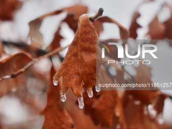 Icicles hang from an oak leaf as freezing rain coats surfaces with a sheet of ice in Toronto, Ontario, Canada, on December 9, 2024. (