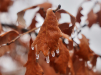 Icicles hang from an oak leaf as freezing rain coats surfaces with a sheet of ice in Toronto, Ontario, Canada, on December 9, 2024. (