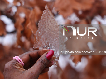 A woman holds a thin layer of ice that covers an oak leaf as freezing rain coats surfaces with a sheet of ice in Toronto, Ontario, Canada, o...