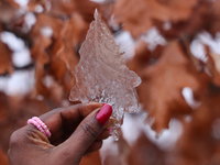 A woman holds a thin layer of ice that covers an oak leaf as freezing rain coats surfaces with a sheet of ice in Toronto, Ontario, Canada, o...