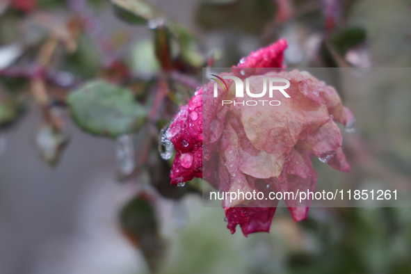 A thin sheet of ice covers a rose as freezing rain causes surfaces to be coated with a sheet of ice in Toronto, Ontario, Canada, on December...