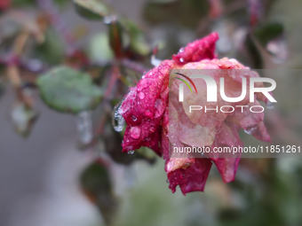 A thin sheet of ice covers a rose as freezing rain causes surfaces to be coated with a sheet of ice in Toronto, Ontario, Canada, on December...