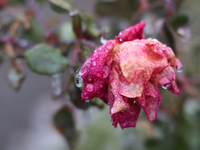 A thin sheet of ice covers a rose as freezing rain causes surfaces to be coated with a sheet of ice in Toronto, Ontario, Canada, on December...