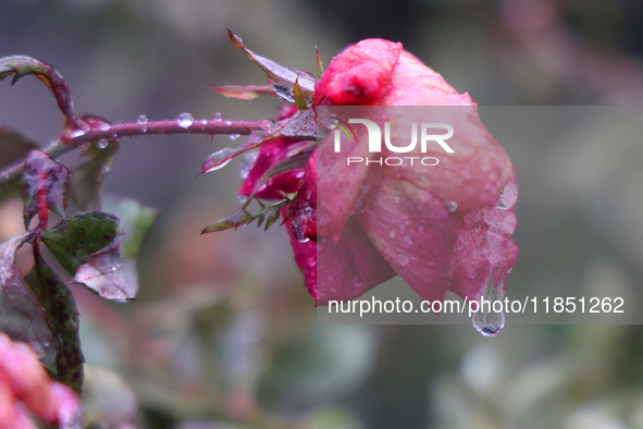 A thin sheet of ice covers a rose as freezing rain causes surfaces to be coated with a sheet of ice in Toronto, Ontario, Canada, on December...