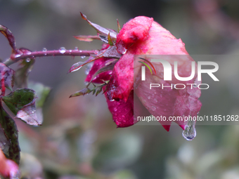 A thin sheet of ice covers a rose as freezing rain causes surfaces to be coated with a sheet of ice in Toronto, Ontario, Canada, on December...