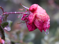 A thin sheet of ice covers a rose as freezing rain causes surfaces to be coated with a sheet of ice in Toronto, Ontario, Canada, on December...