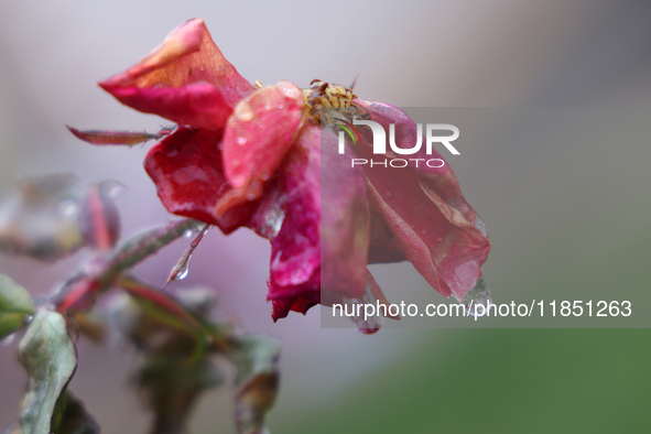 A thin sheet of ice covers a rose as freezing rain causes surfaces to be coated with a sheet of ice in Toronto, Ontario, Canada, on December...