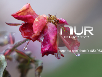 A thin sheet of ice covers a rose as freezing rain causes surfaces to be coated with a sheet of ice in Toronto, Ontario, Canada, on December...