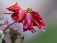 A thin sheet of ice covers a rose as freezing rain causes surfaces to be coated with a sheet of ice in Toronto, Ontario, Canada, on December...