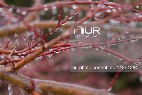 A thin sheet of ice covers tree branches as freezing rain causes surfaces to be coated with a sheet of ice in Toronto, Ontario, Canada, on D...