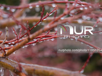 A thin sheet of ice covers tree branches as freezing rain causes surfaces to be coated with a sheet of ice in Toronto, Ontario, Canada, on D...