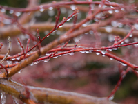 A thin sheet of ice covers tree branches as freezing rain causes surfaces to be coated with a sheet of ice in Toronto, Ontario, Canada, on D...