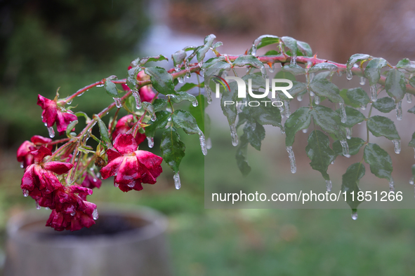 A thin sheet of ice covers a rose bush as freezing rain coats surfaces with ice in Toronto, Ontario, Canada, on December 9, 2024. 