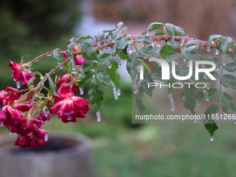 A thin sheet of ice covers a rose bush as freezing rain coats surfaces with ice in Toronto, Ontario, Canada, on December 9, 2024. (