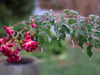 A thin sheet of ice covers a rose bush as freezing rain coats surfaces with ice in Toronto, Ontario, Canada, on December 9, 2024. (