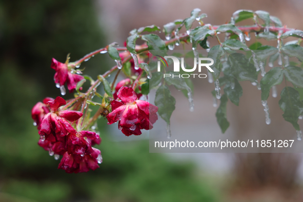 A thin sheet of ice covers a rose bush as freezing rain coats surfaces with ice in Toronto, Ontario, Canada, on December 9, 2024. 