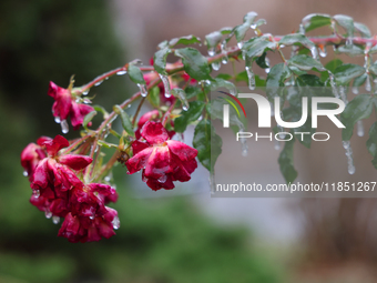 A thin sheet of ice covers a rose bush as freezing rain coats surfaces with ice in Toronto, Ontario, Canada, on December 9, 2024. (