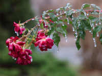 A thin sheet of ice covers a rose bush as freezing rain coats surfaces with ice in Toronto, Ontario, Canada, on December 9, 2024. (