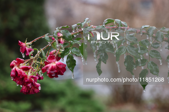 A thin sheet of ice covers a rose bush as freezing rain coats surfaces with ice in Toronto, Ontario, Canada, on December 9, 2024. 