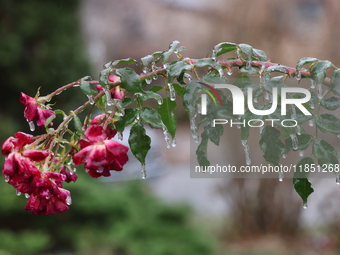 A thin sheet of ice covers a rose bush as freezing rain coats surfaces with ice in Toronto, Ontario, Canada, on December 9, 2024. (