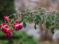 A thin sheet of ice covers a rose bush as freezing rain coats surfaces with ice in Toronto, Ontario, Canada, on December 9, 2024. (