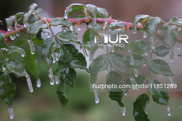 A thin sheet of ice covers a rose bush as freezing rain coats surfaces with ice in Toronto, Ontario, Canada, on December 9, 2024. 