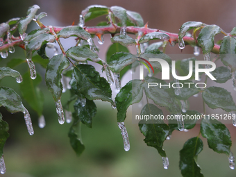 A thin sheet of ice covers a rose bush as freezing rain coats surfaces with ice in Toronto, Ontario, Canada, on December 9, 2024. (