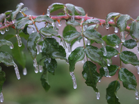 A thin sheet of ice covers a rose bush as freezing rain coats surfaces with ice in Toronto, Ontario, Canada, on December 9, 2024. (