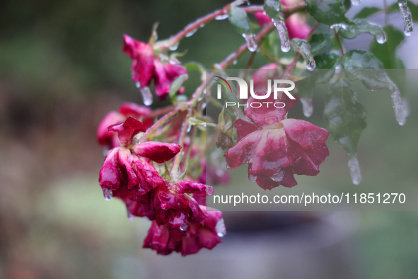 A thin sheet of ice covers a rose bush as freezing rain coats surfaces with ice in Toronto, Ontario, Canada, on December 9, 2024. 