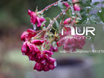 A thin sheet of ice covers a rose bush as freezing rain coats surfaces with ice in Toronto, Ontario, Canada, on December 9, 2024. (