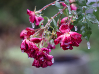 A thin sheet of ice covers a rose bush as freezing rain coats surfaces with ice in Toronto, Ontario, Canada, on December 9, 2024. (