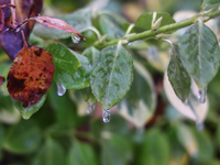 Icicles hang from leaves as freezing rain causes surfaces to be coated with a sheet of ice in Toronto, Ontario, Canada, on December 09, 2024...