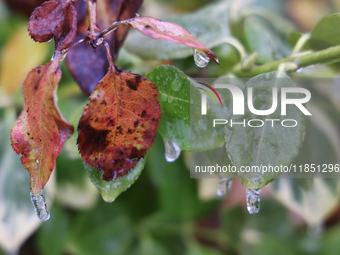 Icicles hang from leaves as freezing rain causes surfaces to be coated with a sheet of ice in Toronto, Ontario, Canada, on December 09, 2024...