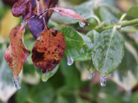 Icicles hang from leaves as freezing rain causes surfaces to be coated with a sheet of ice in Toronto, Ontario, Canada, on December 09, 2024...