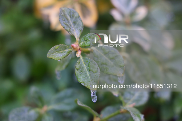 Icicles hang from the leaves of a bush as freezing rain coats surfaces with a sheet of ice in Toronto, Ontario, Canada, on December 9, 2024....