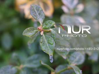 Icicles hang from the leaves of a bush as freezing rain coats surfaces with a sheet of ice in Toronto, Ontario, Canada, on December 9, 2024....