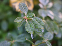 Icicles hang from the leaves of a bush as freezing rain coats surfaces with a sheet of ice in Toronto, Ontario, Canada, on December 9, 2024....