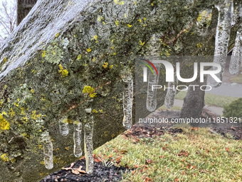 A thin sheet of ice covers tree branches as freezing rain causes surfaces to be coated with a sheet of ice in Toronto, Ontario, Canada, on D...