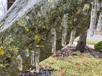 A thin sheet of ice covers tree branches as freezing rain causes surfaces to be coated with a sheet of ice in Toronto, Ontario, Canada, on D...