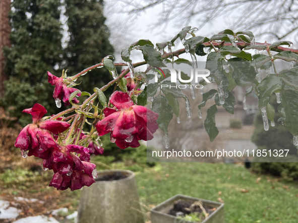 A thin sheet of ice covers a rose bush as freezing rain coats surfaces with ice in Toronto, Ontario, Canada, on December 9, 2024. 