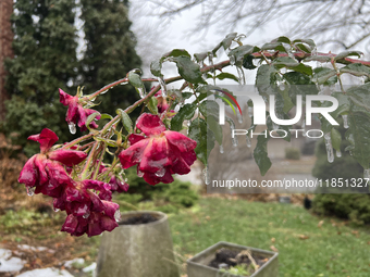 A thin sheet of ice covers a rose bush as freezing rain coats surfaces with ice in Toronto, Ontario, Canada, on December 9, 2024. (