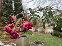 A thin sheet of ice covers a rose bush as freezing rain coats surfaces with ice in Toronto, Ontario, Canada, on December 9, 2024. (